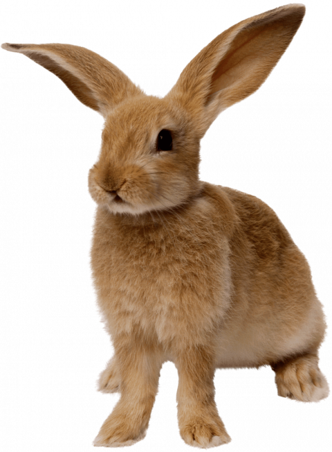 brown Rabbit png