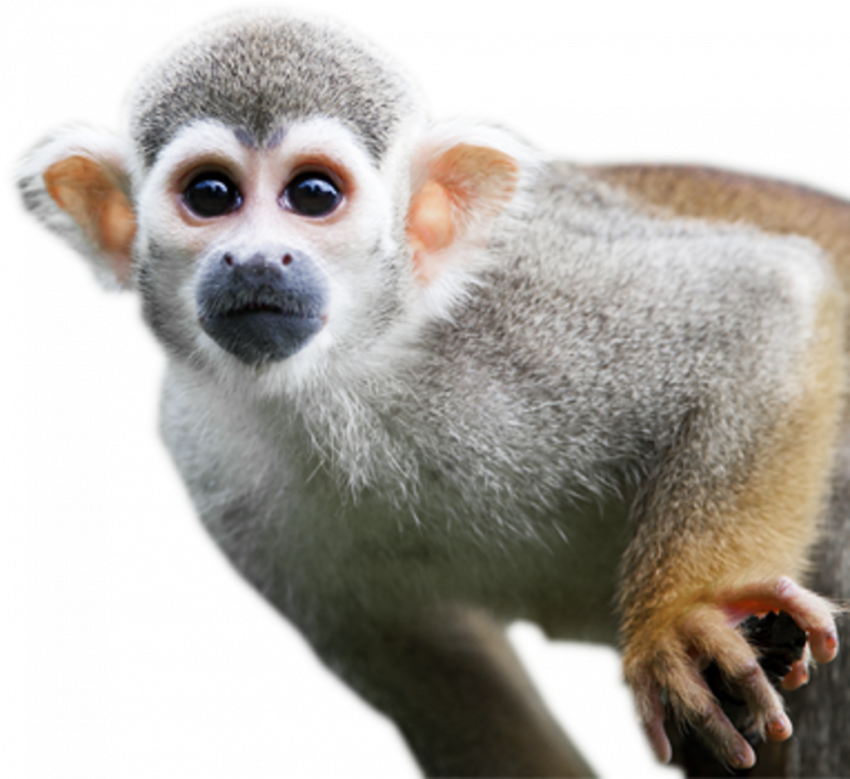 Brown white animal monkey transprent background