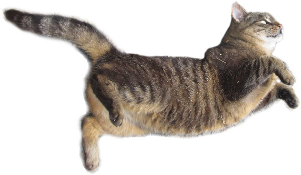 Brown White Cat png