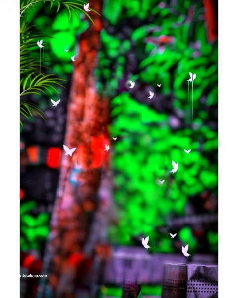 Butterflies cb photo editing background