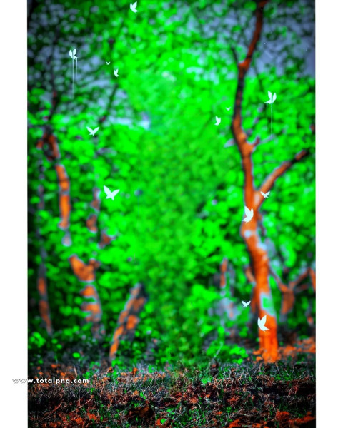 Butterflies snapseed cb editing background