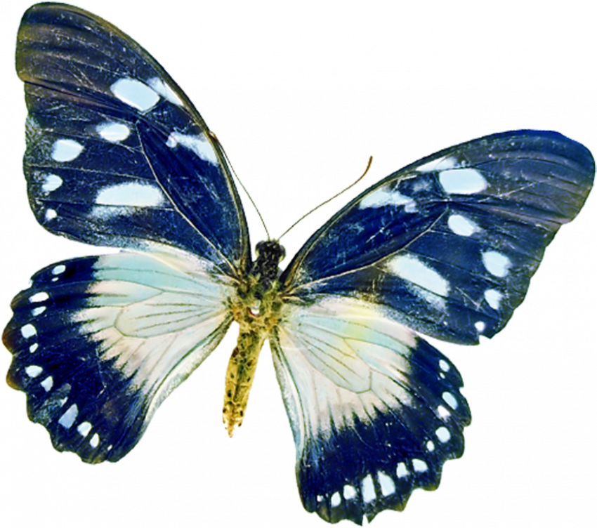 butterfly blue png