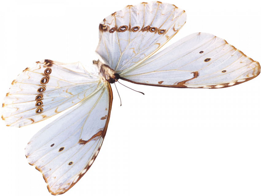 butterfly png picsart