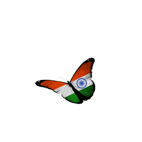 Butterfly transparent background