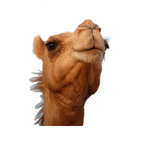 camel face png