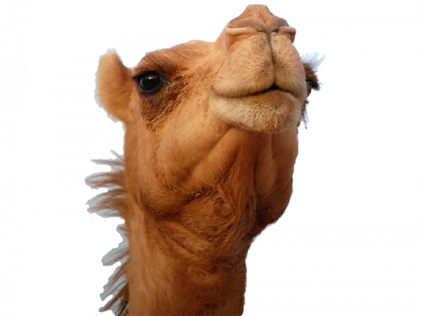camel face transparent background