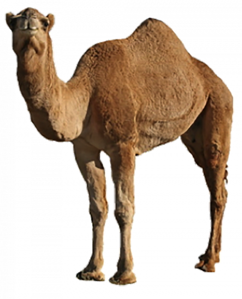 camel hd png download