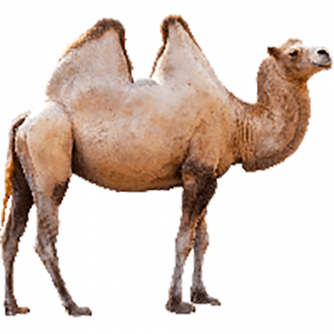 camel png hd