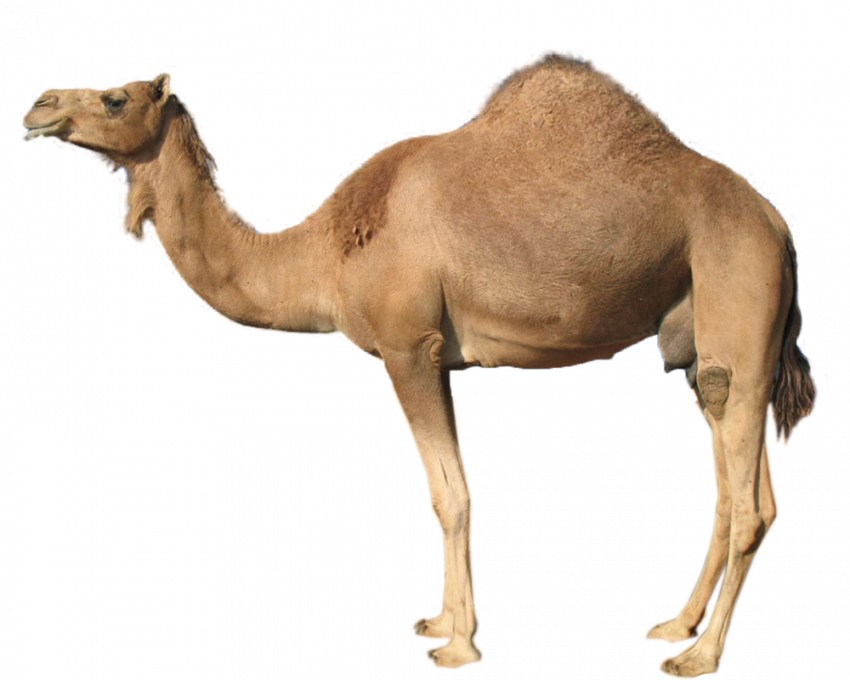 Camel png image with transparent background
