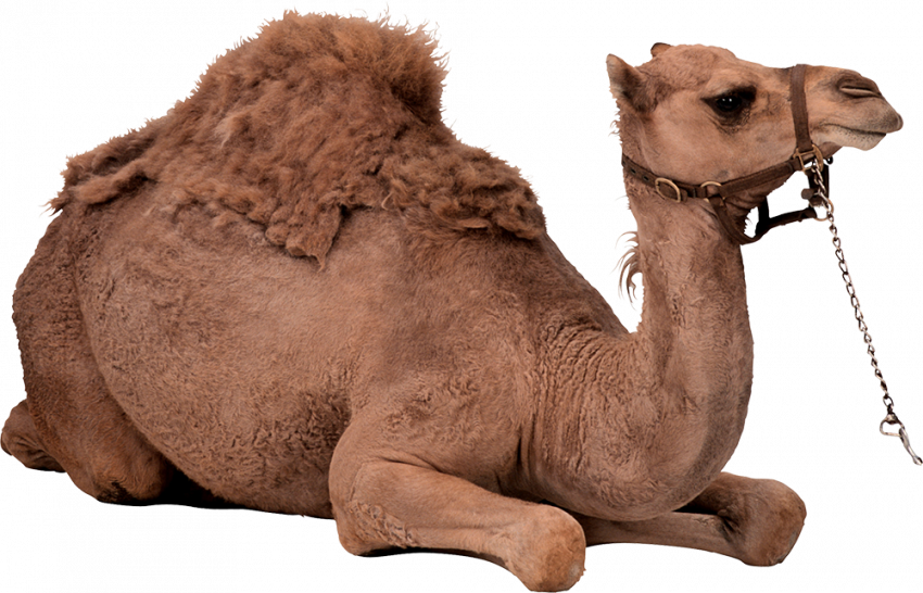 camel png transparent