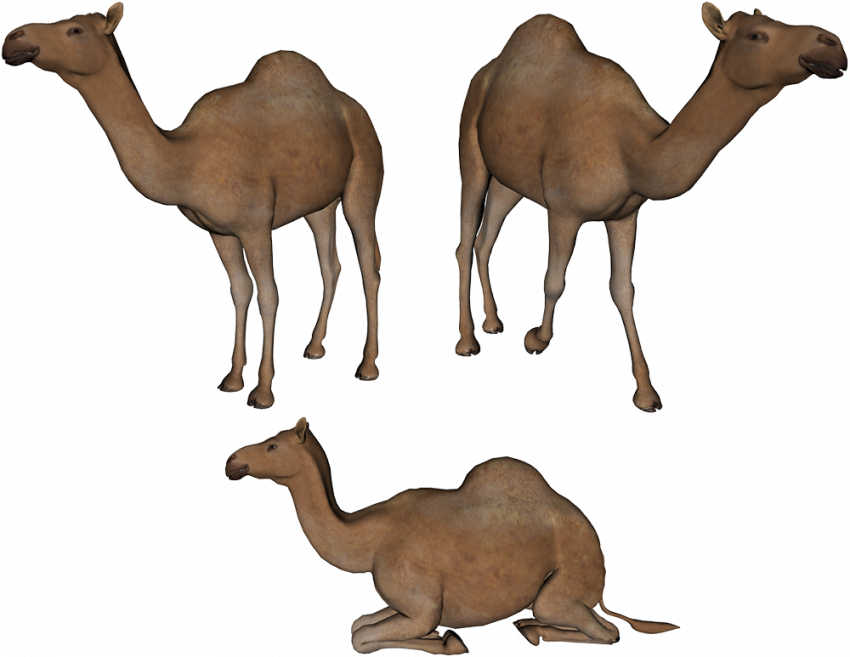Camels  transparent background