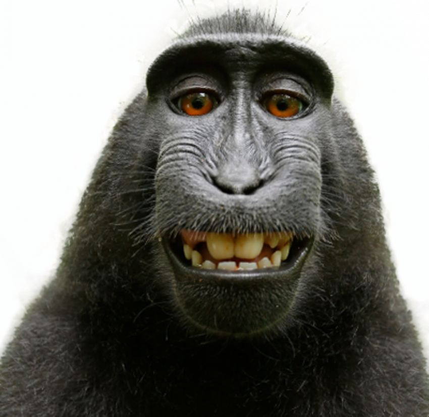Camera selfie monkey png