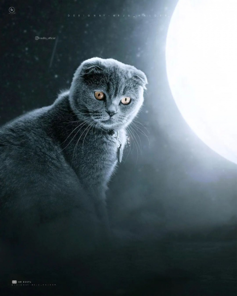 Cat Manipulation Editing Background