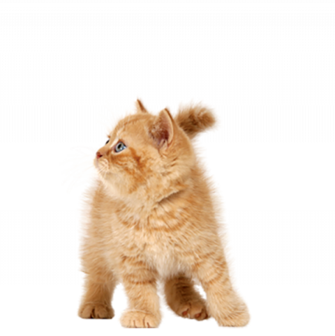 cat png