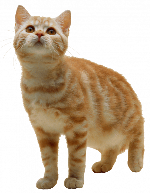 cat png image download picture kitten   hd png