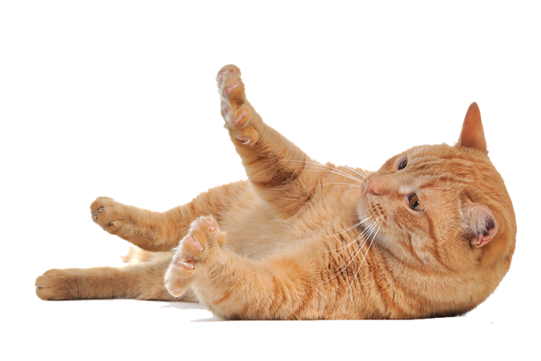 Cat Png Transparent Background