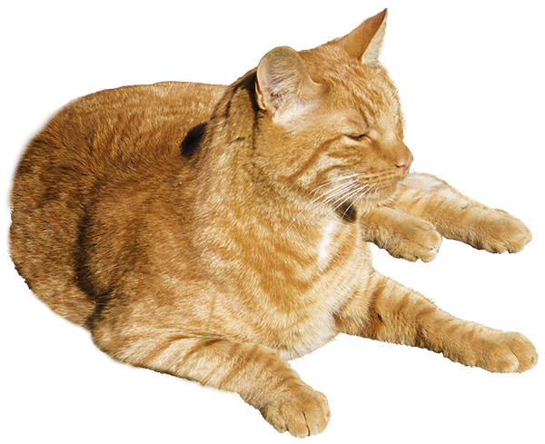 Cat Png Transparent Background hd