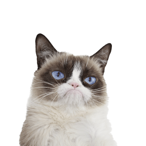 Cat transprent   cat png
