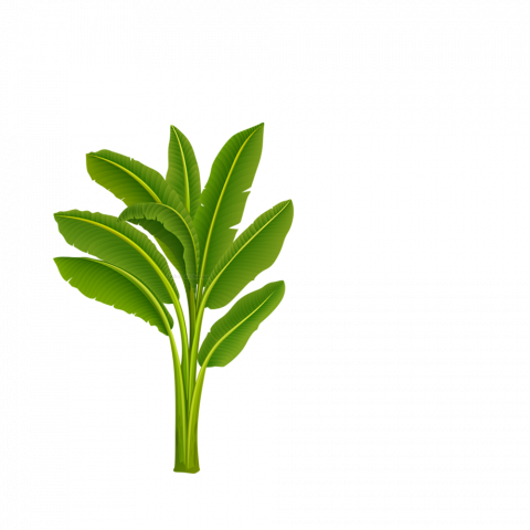 Chhath puja kela transparent png images