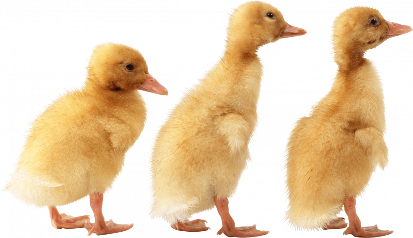 child duck png image