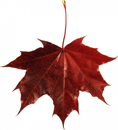 Clipart autumn leaves transparent png,Autumn leaves png images