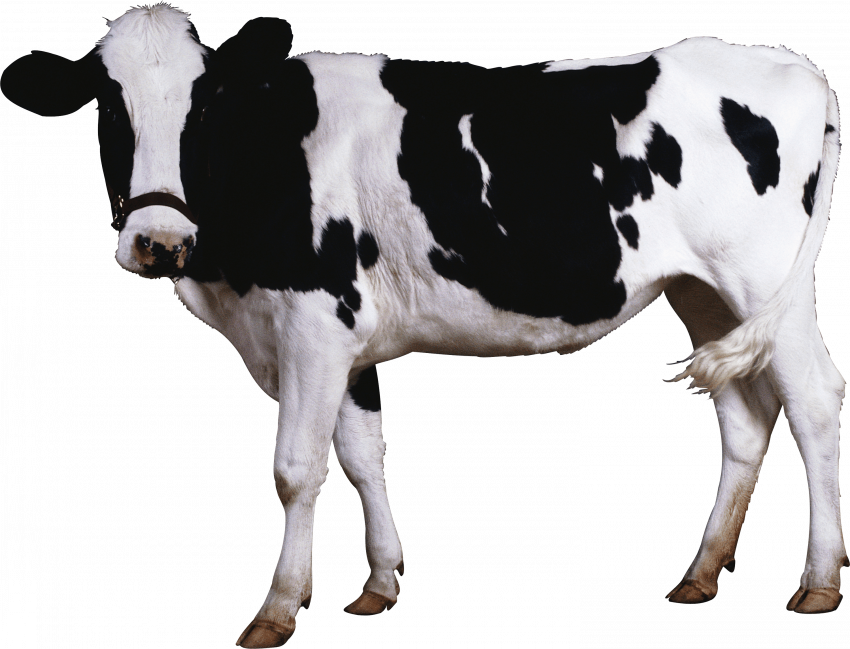 cow png image   hd png