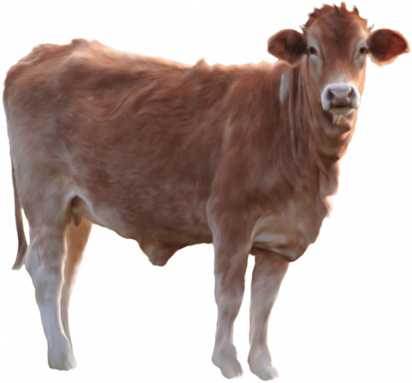 cow png image   hd png (2)
