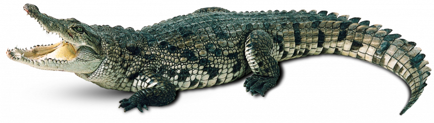 crocodile free png image