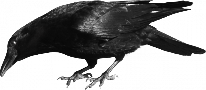 Crow editing png