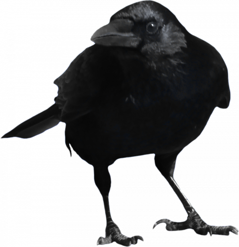 Crow hd png