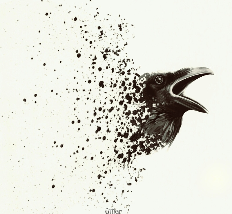 Crow png download (2)