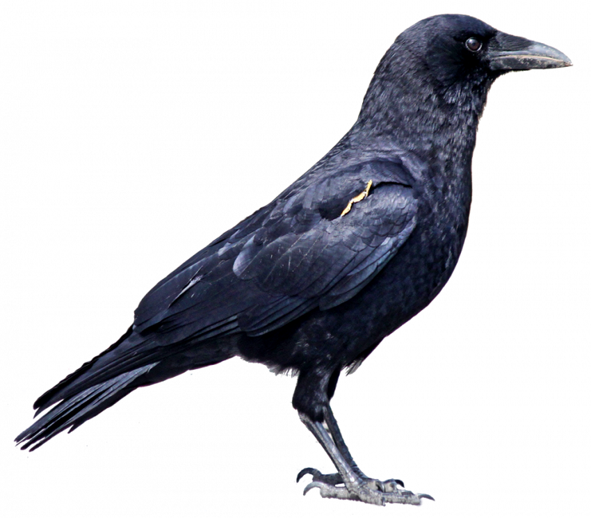 Crow png hd
