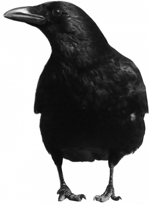 Crow png image
