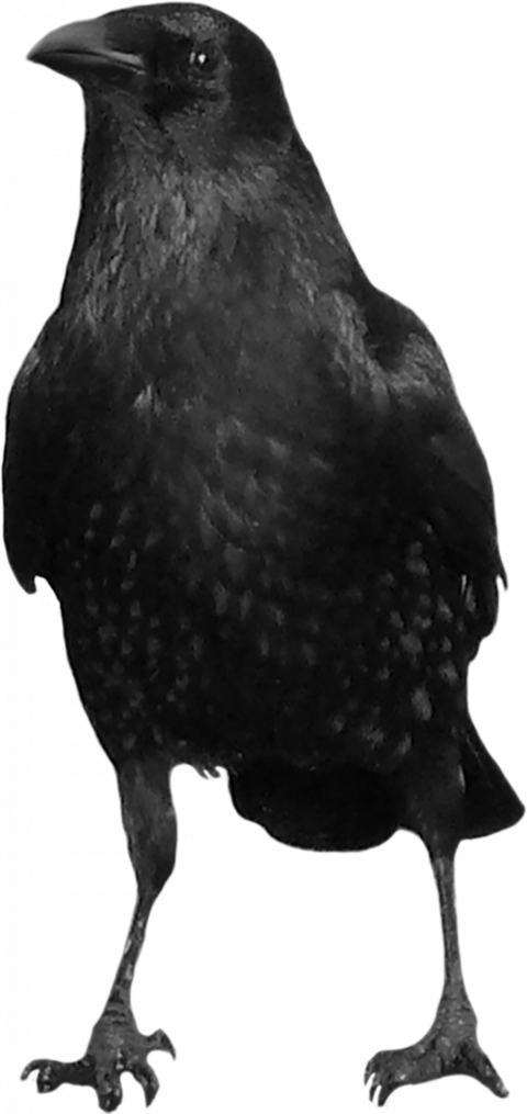 Crow png transparent background