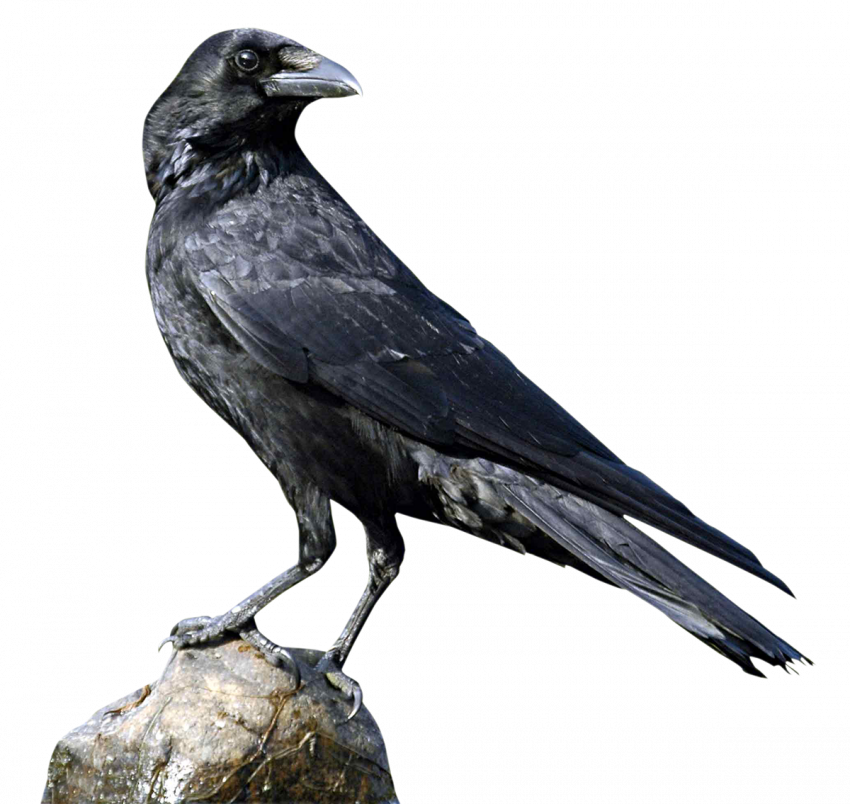 Crow transparent png images