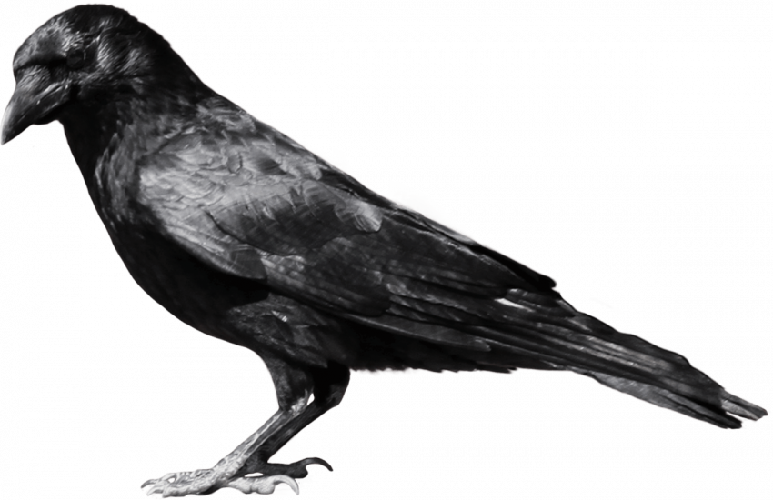 Crow transparent png images,Sitting crow png images