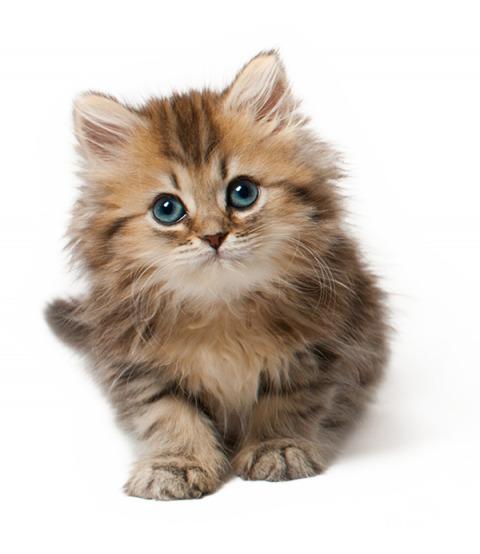 Cute Cat Png Transparent Background