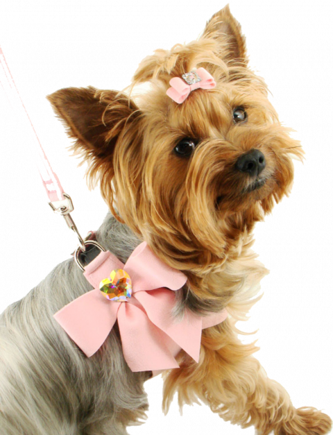 Cute dog editing png download (1)