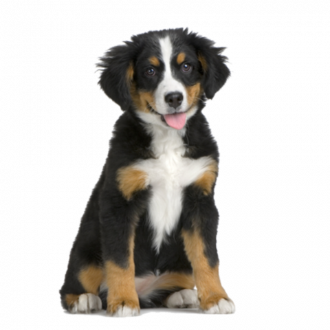 Cute dog png (2)