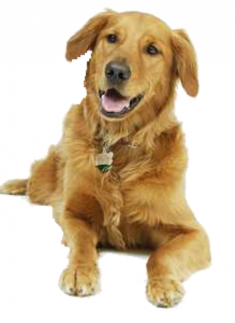 Cute dog png (4)