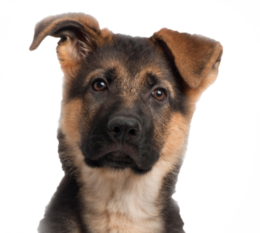 Cute dog png hd download (3)