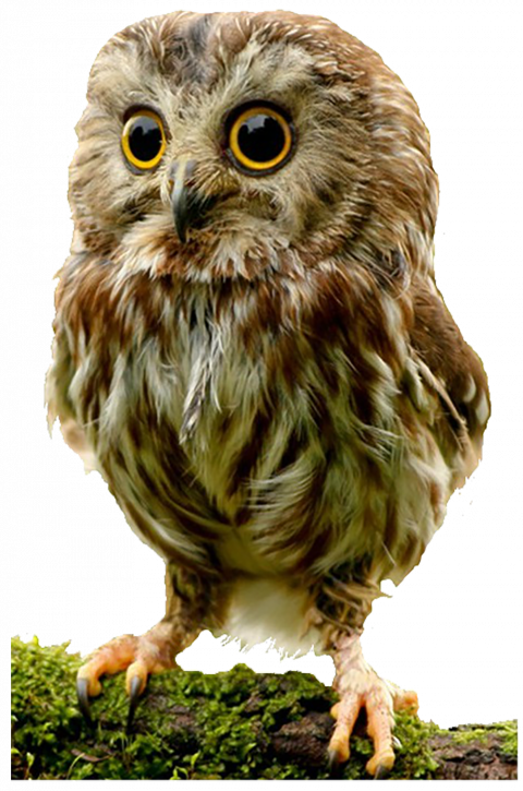Cute hd owl transparent png