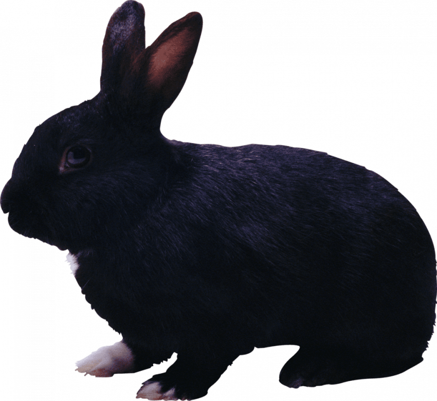 Dark black Rabbit png