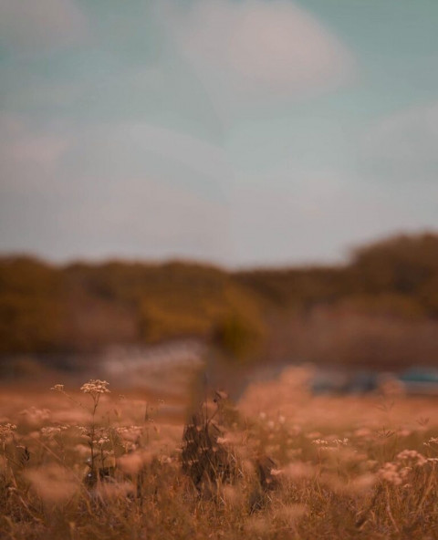 Dm editor cb editing background (2)