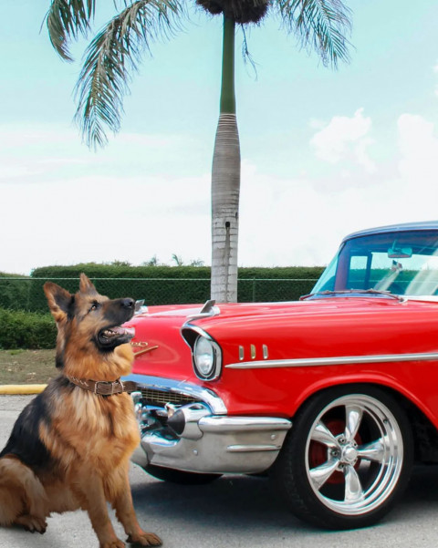 Dog car hd editing background
