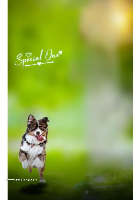 Dog cb background hd full size 4k