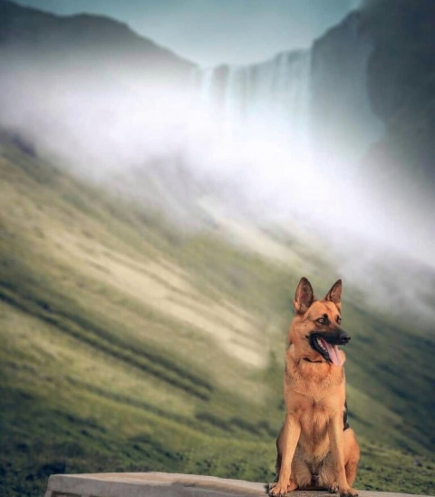Dog editing background