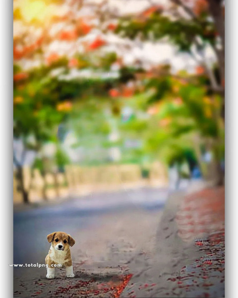 Dog hd cb backgrounds