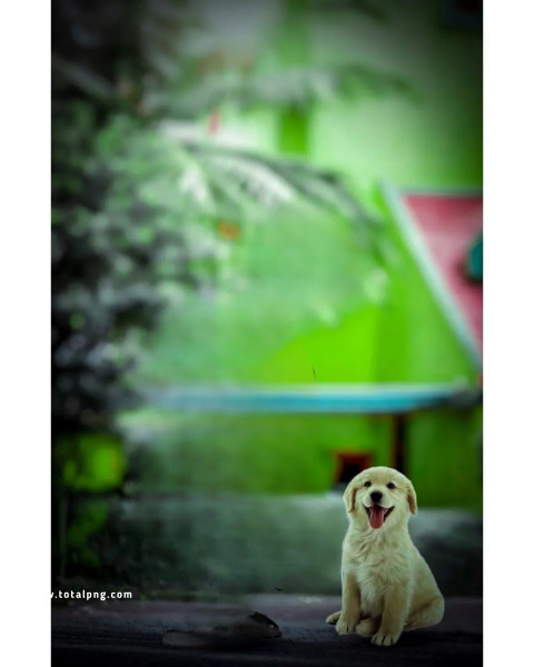 Dog lover cb editing background new