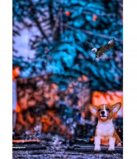 Dog lover hd cb editing background photoshop